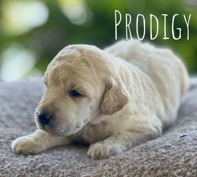 Standard Poodles media 8