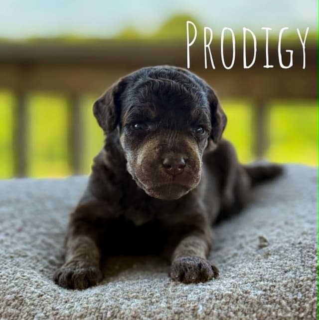 Standard Poodles media 9