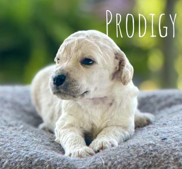 Standard Poodles media 10