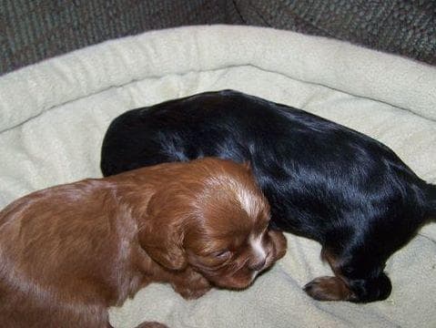 Cavalier King Charles Spaniel Puppies breeder image 10