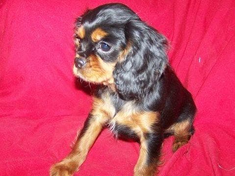 Cavalier King Charles Spaniel Puppies breeder image 9