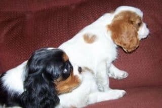 Cavalier King Charles Spaniel Puppies breeder image 7