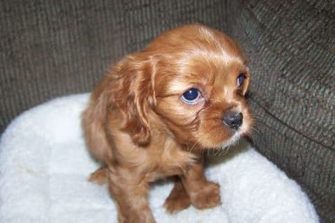 Cavalier King Charles Spaniel Puppies breeder image 6