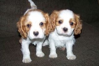 Cavalier King Charles Spaniel Puppies breeder image 5