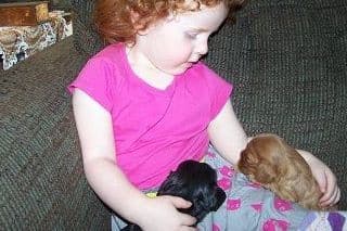 Cavalier King Charles Spaniel Puppies breeder image 1