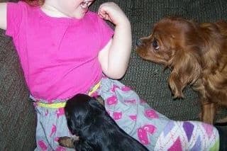 Cavalier King Charles Spaniel Puppies breeder image 4