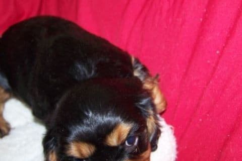 Cavalier King Charles Spaniel Puppies breeder image 3