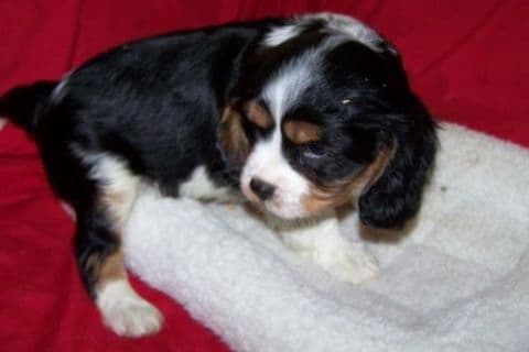 Cavalier King Charles Spaniel Puppies breeder image 2