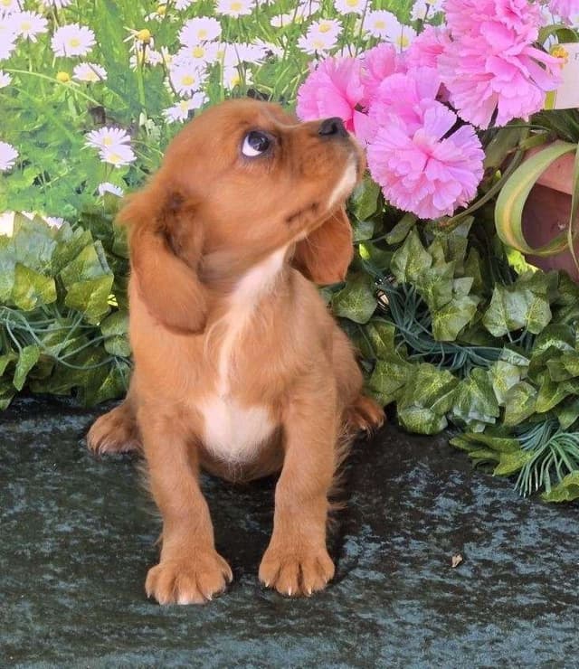 Cavalier King Charles Spaniel Puppies media 2