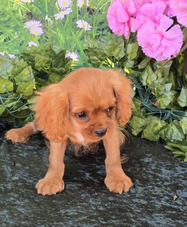 Cavalier King Charles Spaniel Puppies media 3