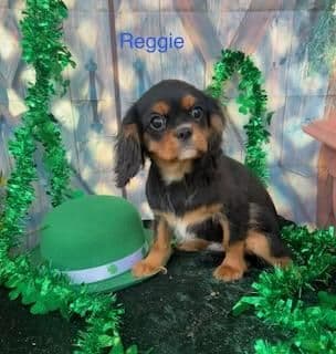 Cavalier King Charles Spaniel Puppies media 4