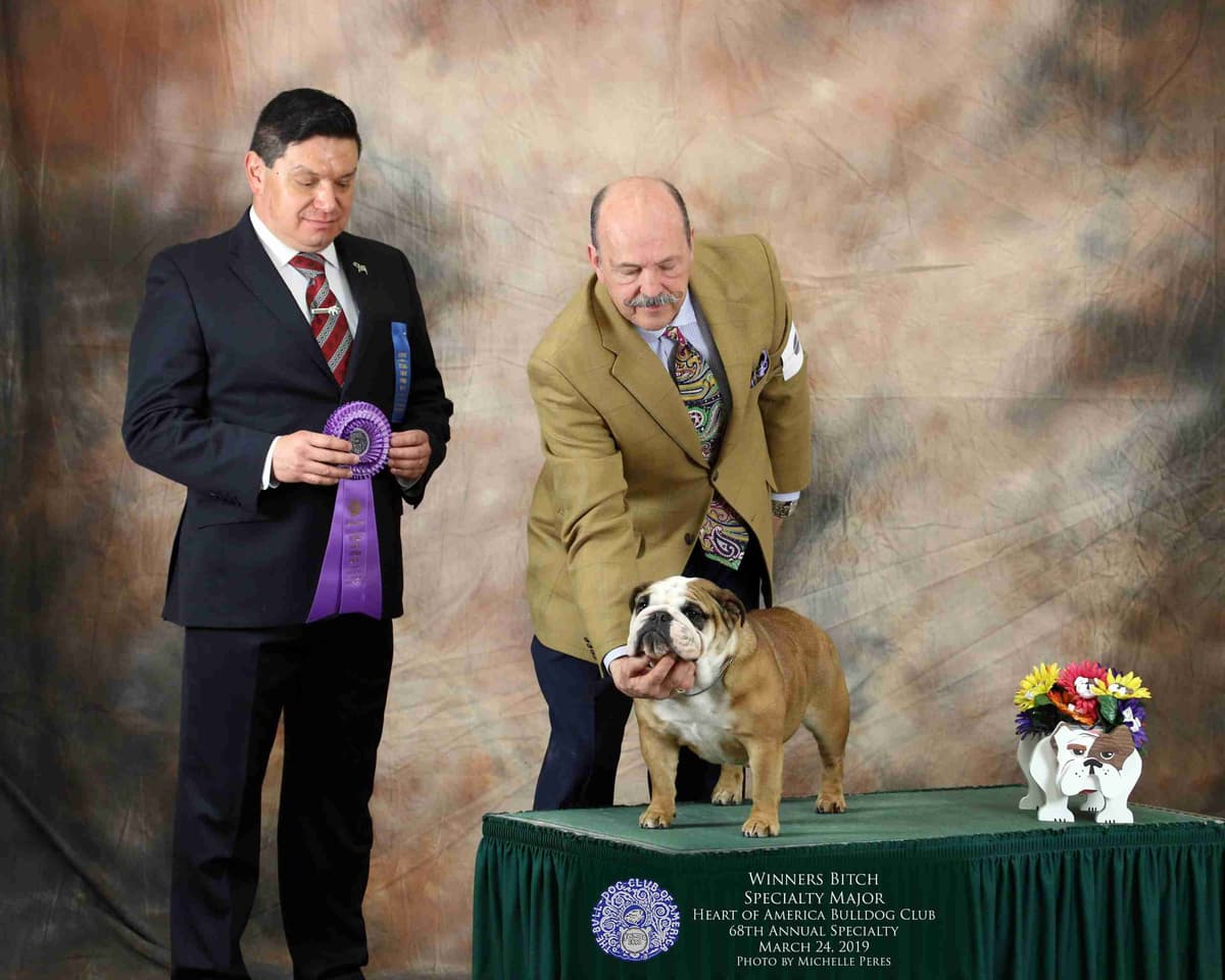 Bulldog Puppies breeder image 2