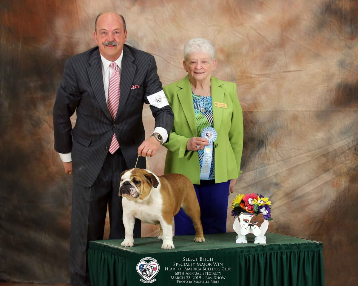 Bulldog Puppies breeder image 1