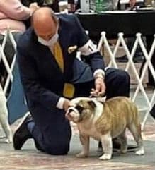 Bulldog Puppies breeder image 4
