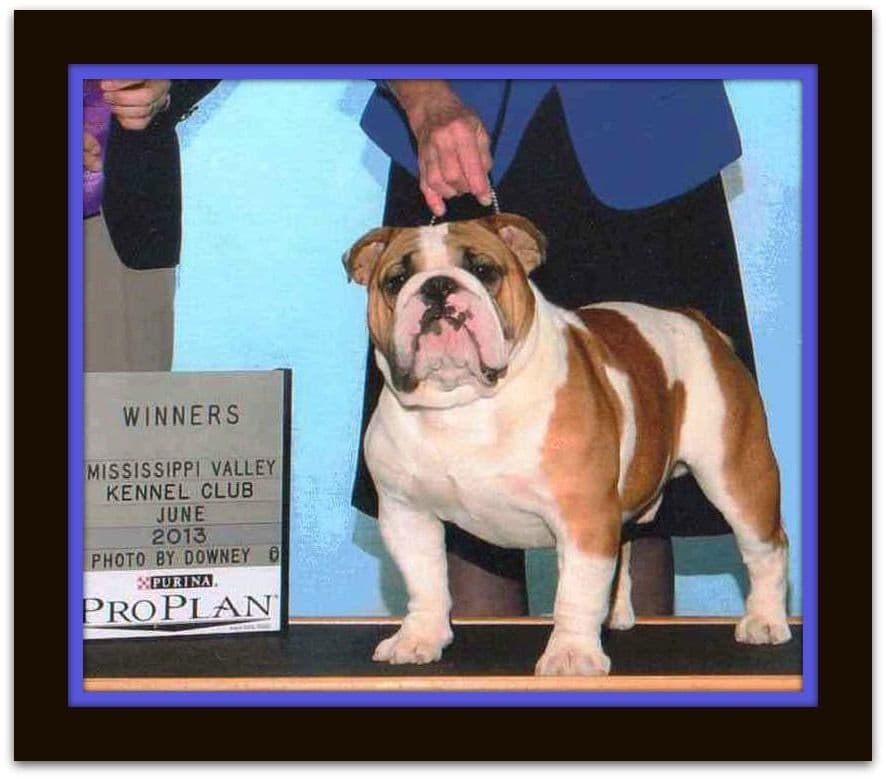 Bulldog Puppies breeder image 5