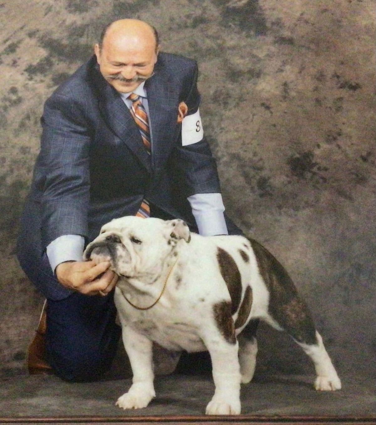 Bulldog Puppies breeder image 6