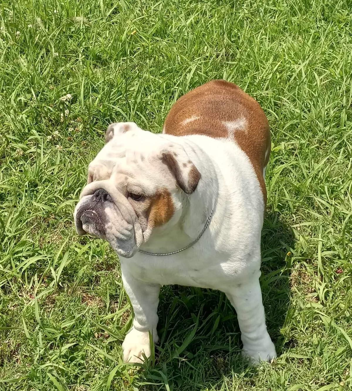 Bulldog Puppies breeder image 8