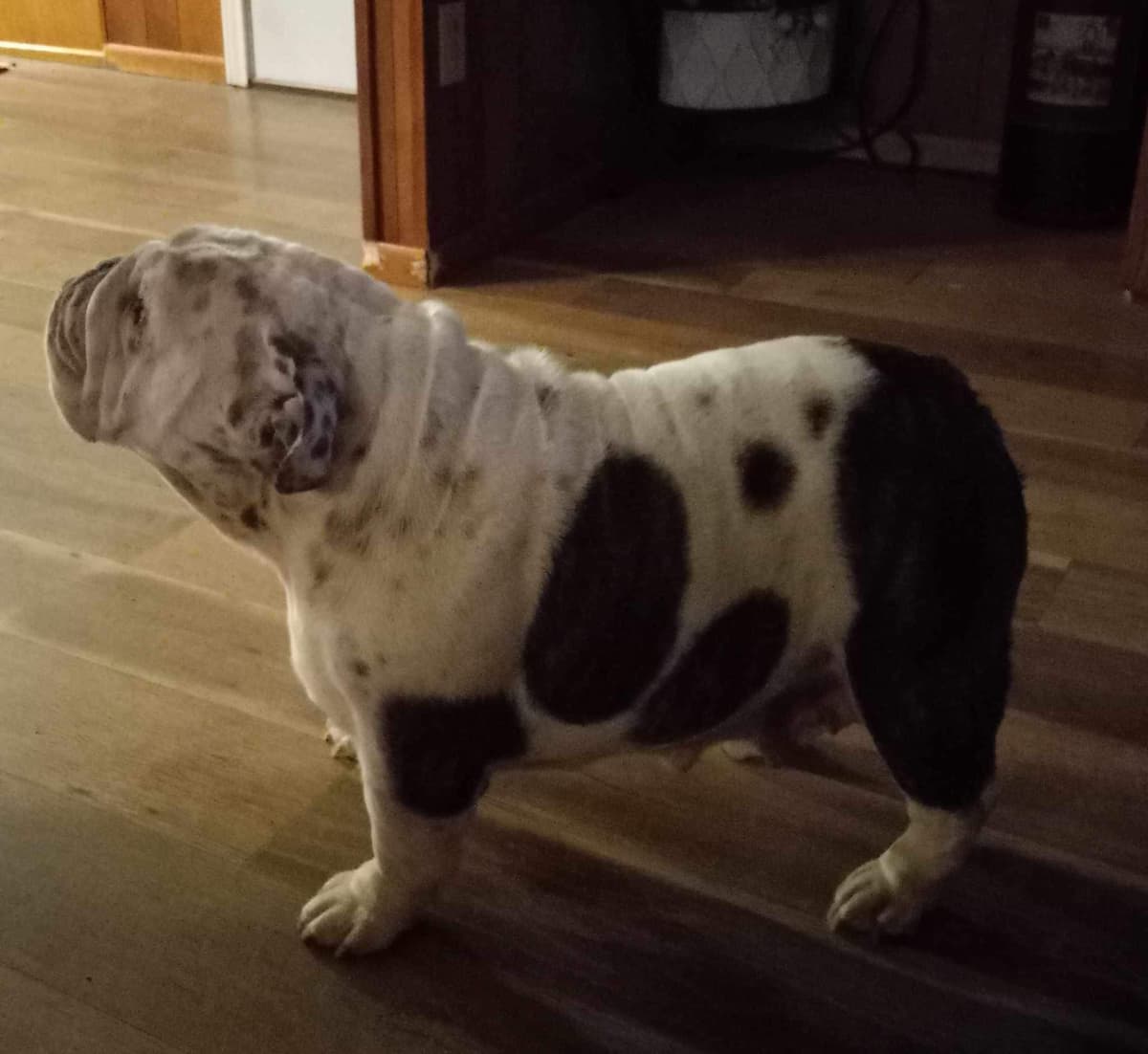 Bulldog Puppies breeder image 9