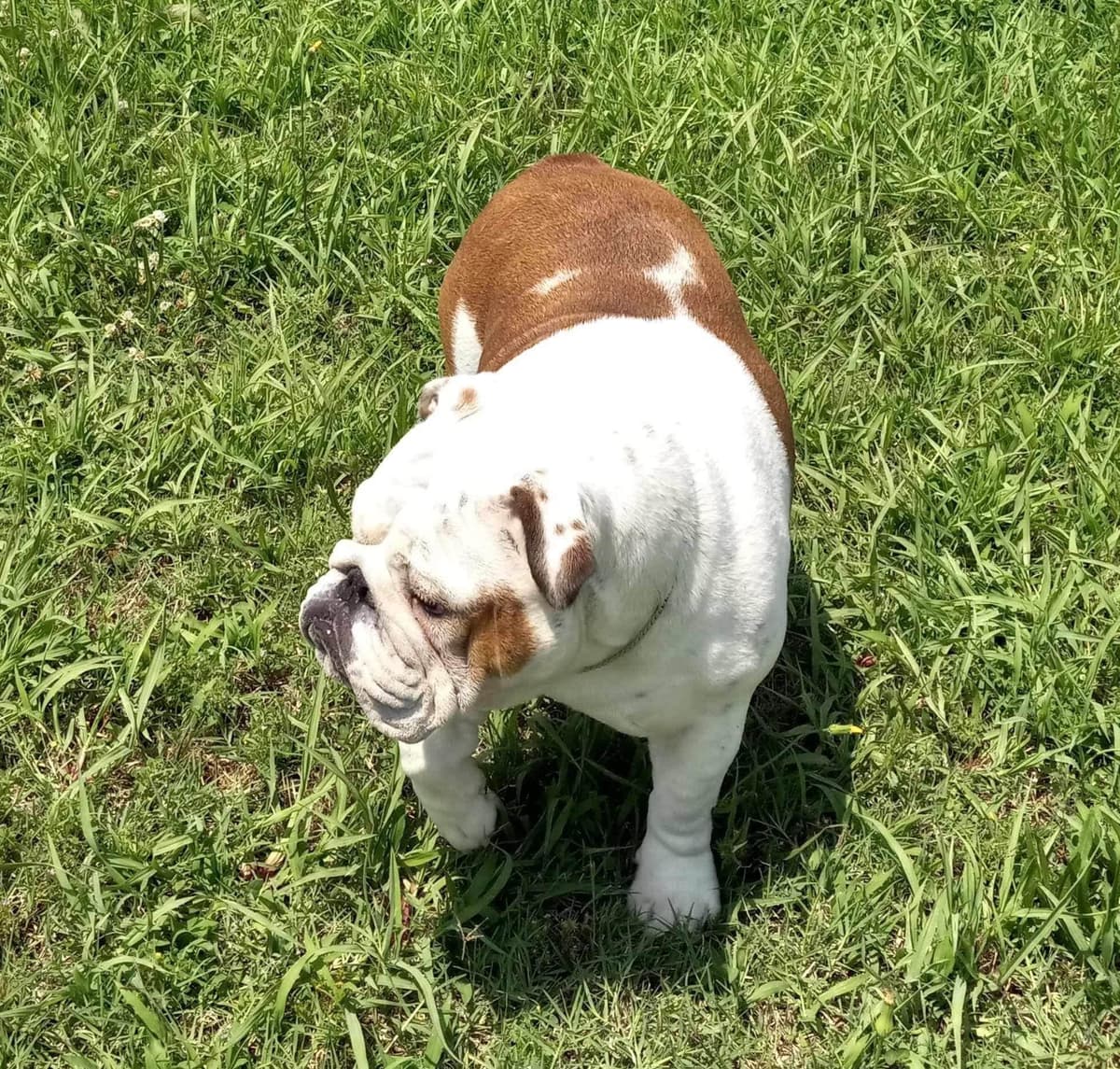 Bulldog Puppies breeder image 10