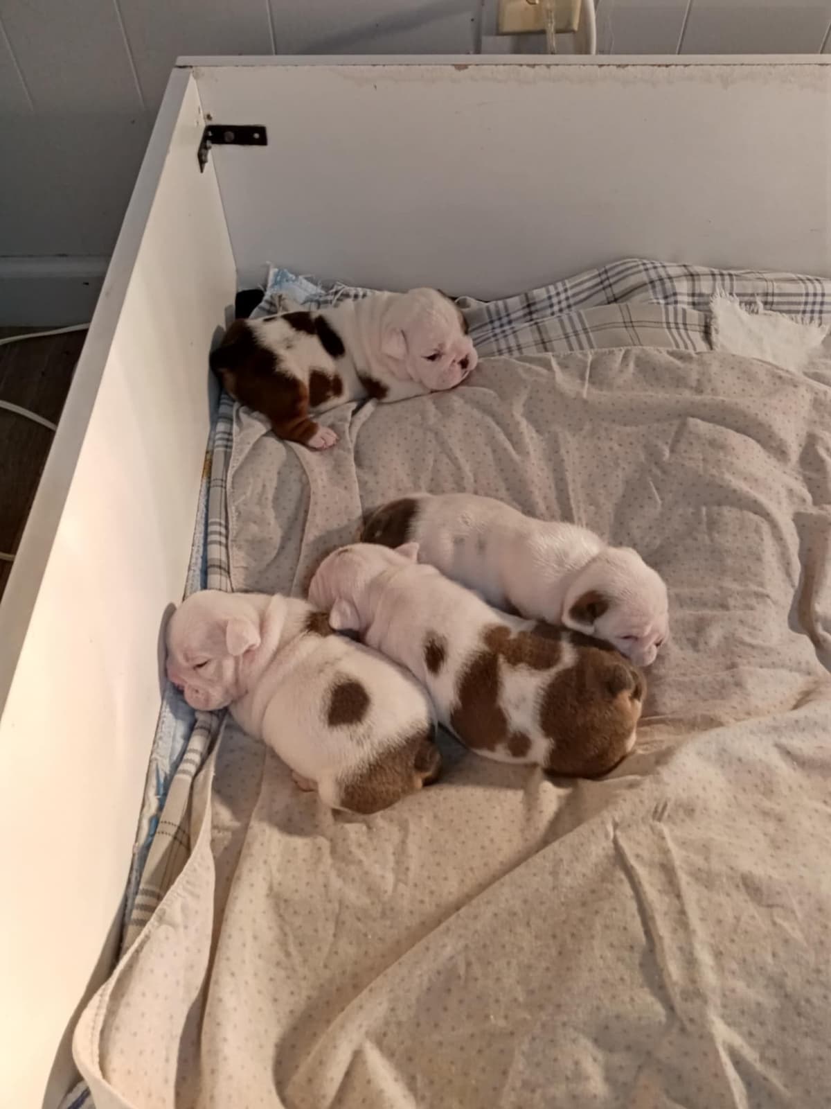 Bulldog Puppies breeder image 12