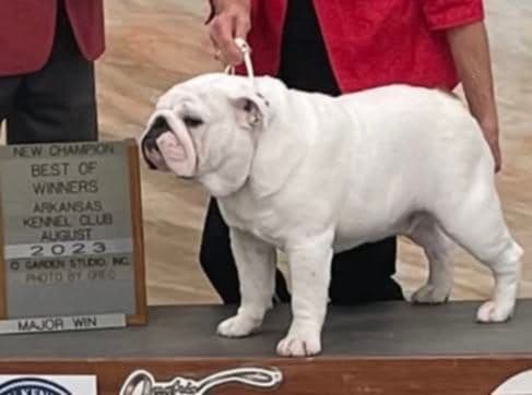 Bulldog Puppies breeder image 13