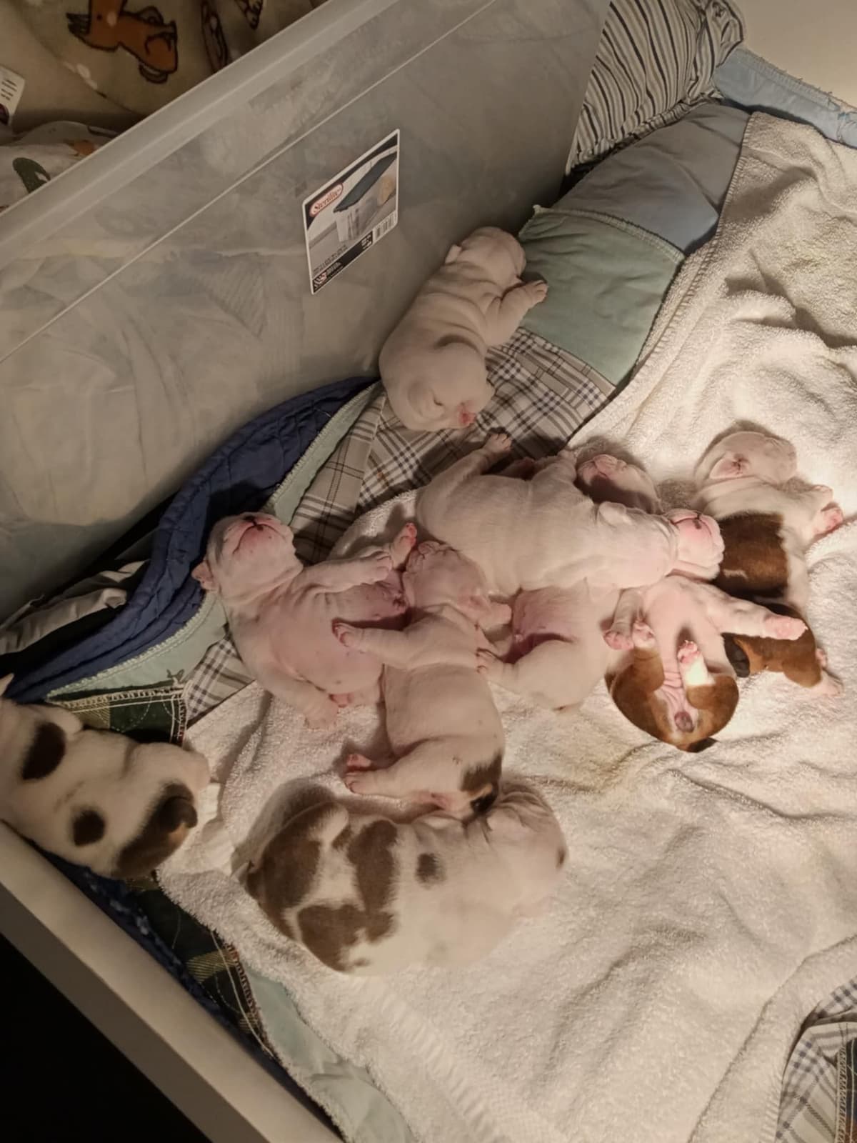 Bulldog Puppies breeder image 14