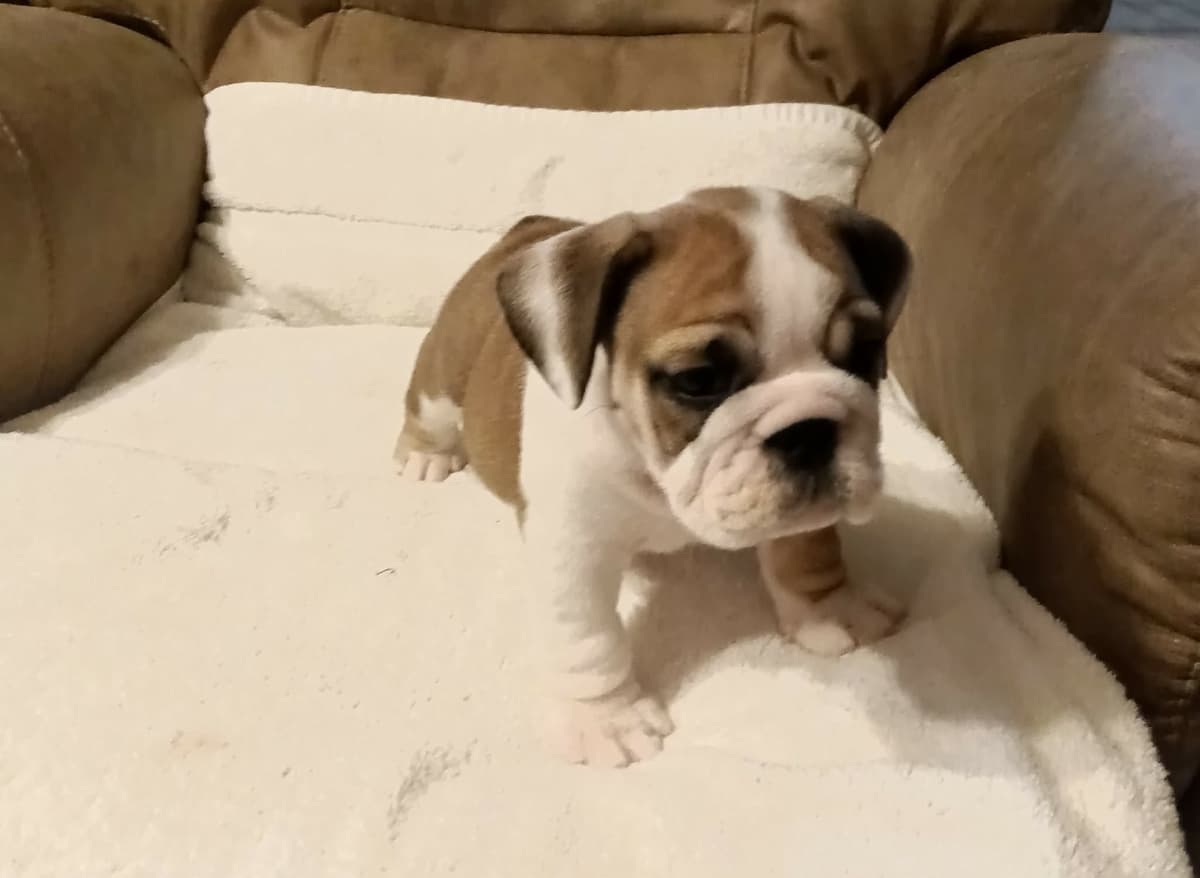 Bulldog Puppies breeder image 16