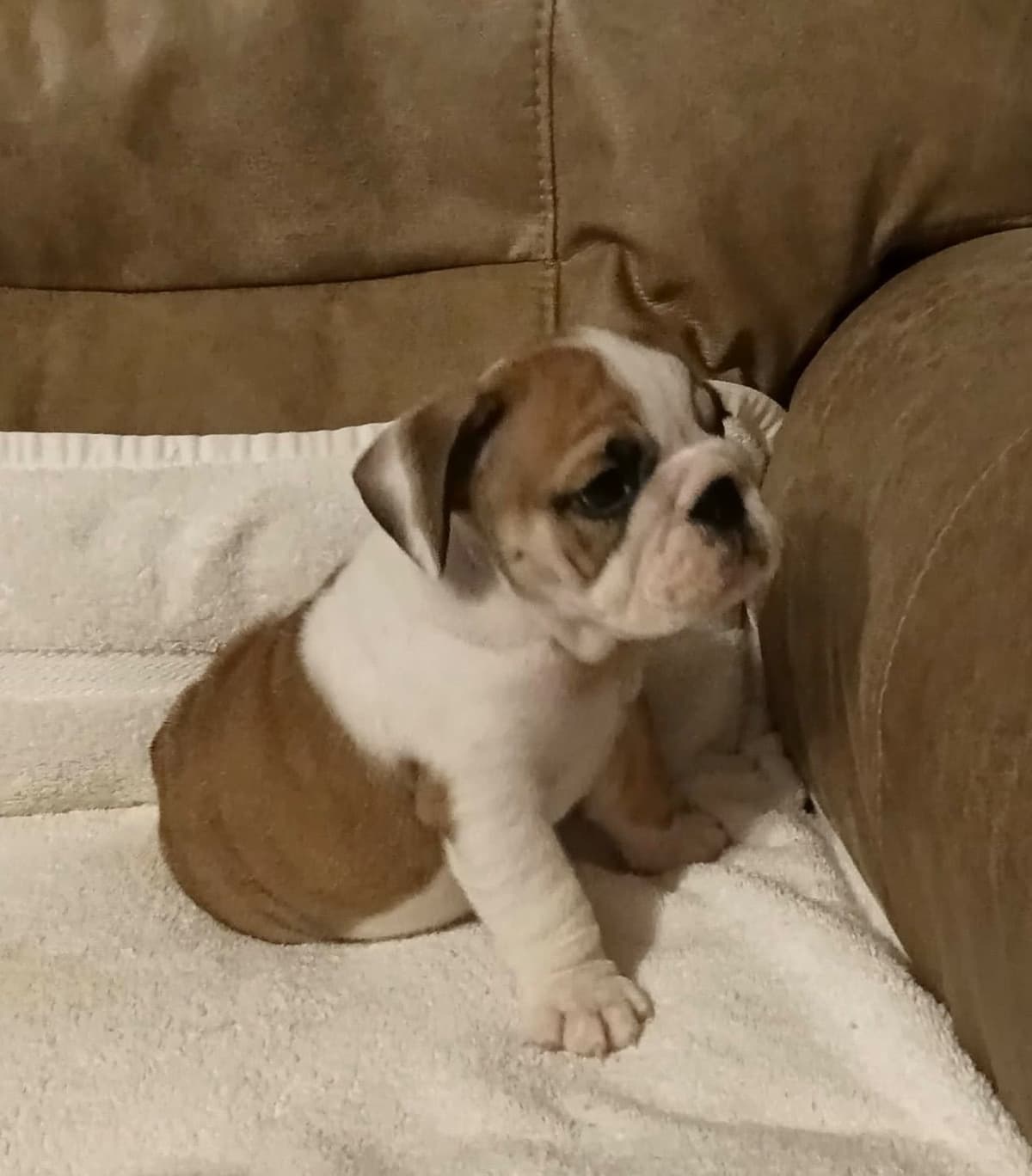Bulldog Puppies breeder image 17