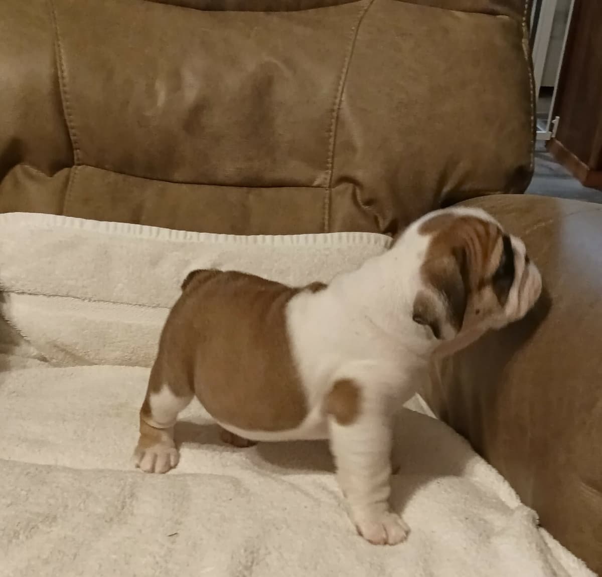 Bulldog Puppies breeder image 19