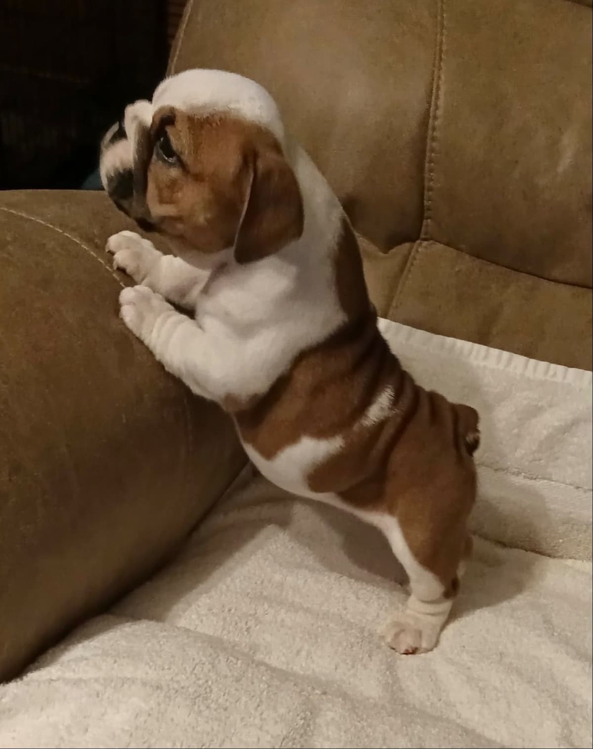 Bulldog Puppies breeder image 18