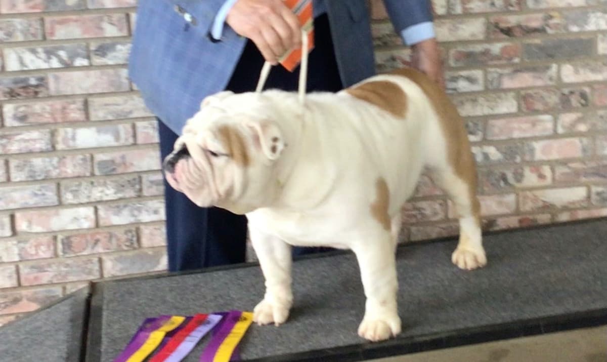 Bulldog Puppies breeder image 20