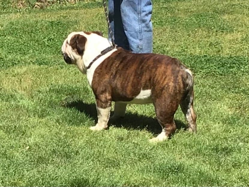 Bulldog Puppies breeder image 21