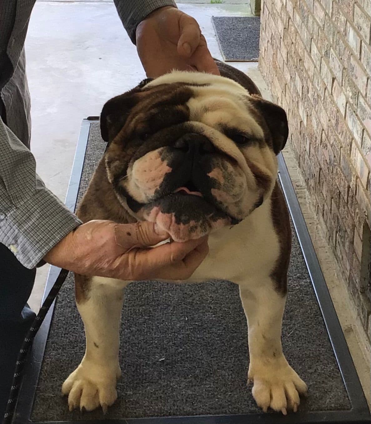 Bulldog Puppies breeder image 22