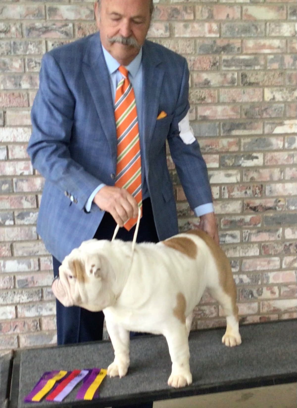 Bulldog Puppies breeder image 23