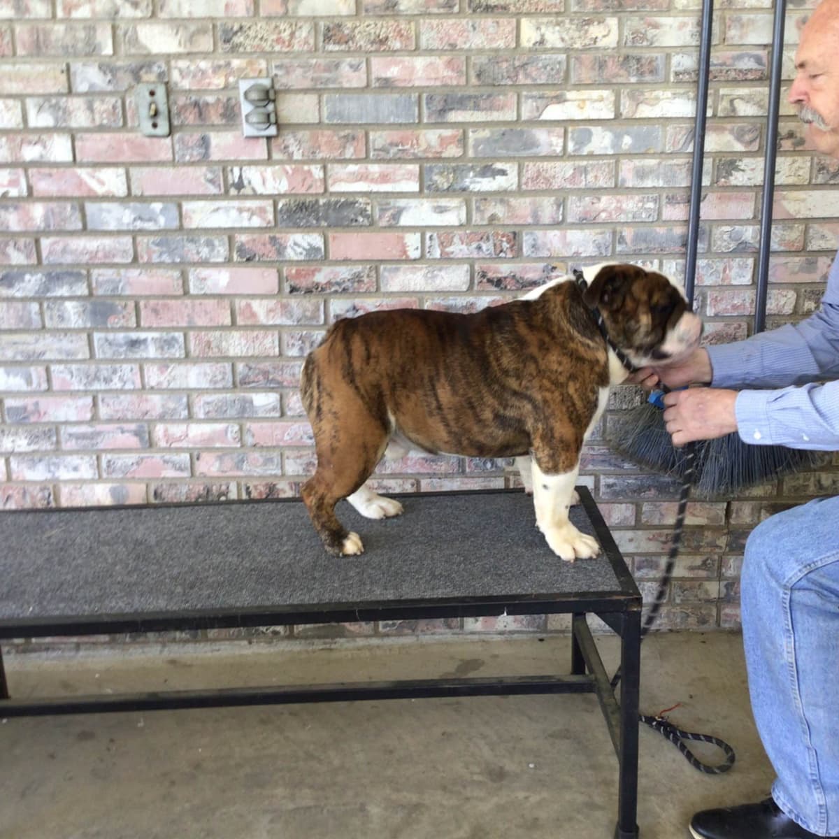 Bulldog Puppies breeder image 25
