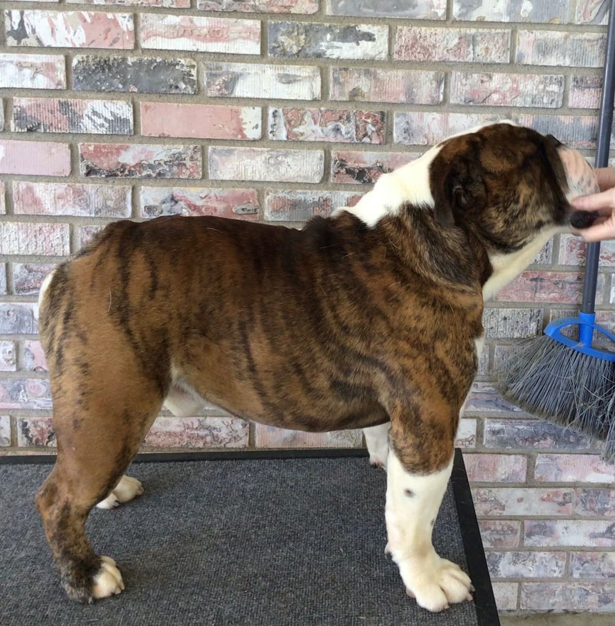 Bulldog Puppies breeder image 26
