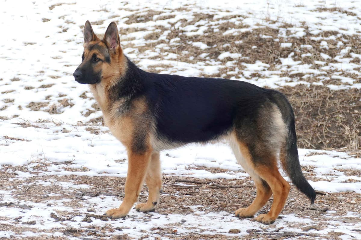 German Shepherd Dog Puppies breeder image 1