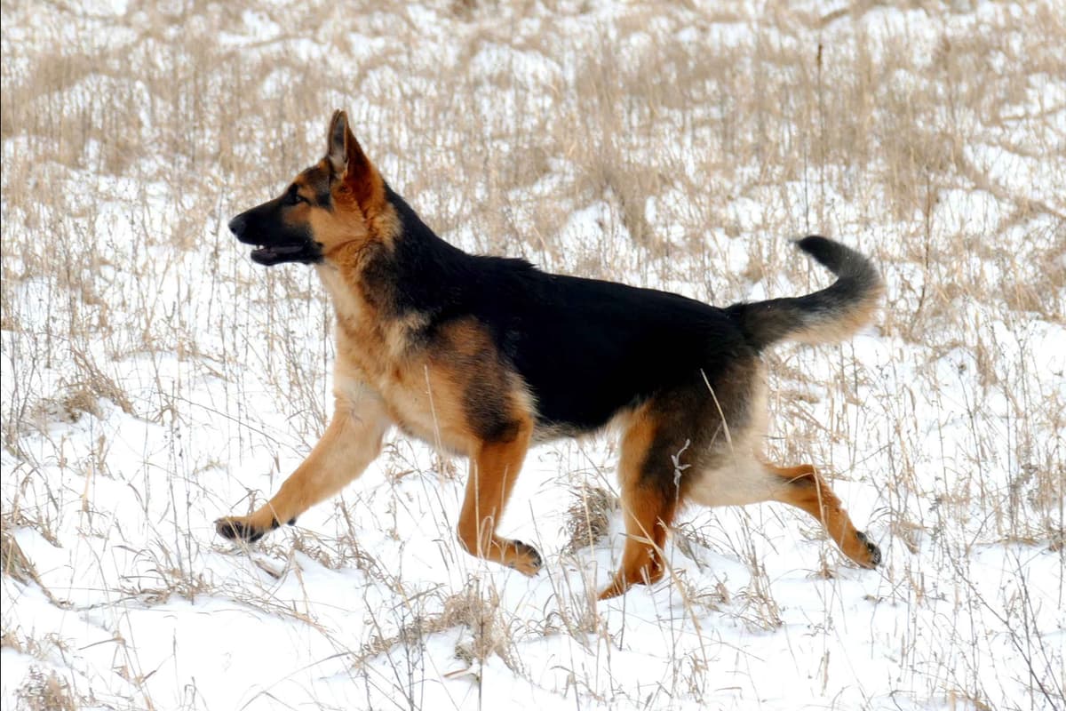 German Shepherd Dog Puppies breeder image 2