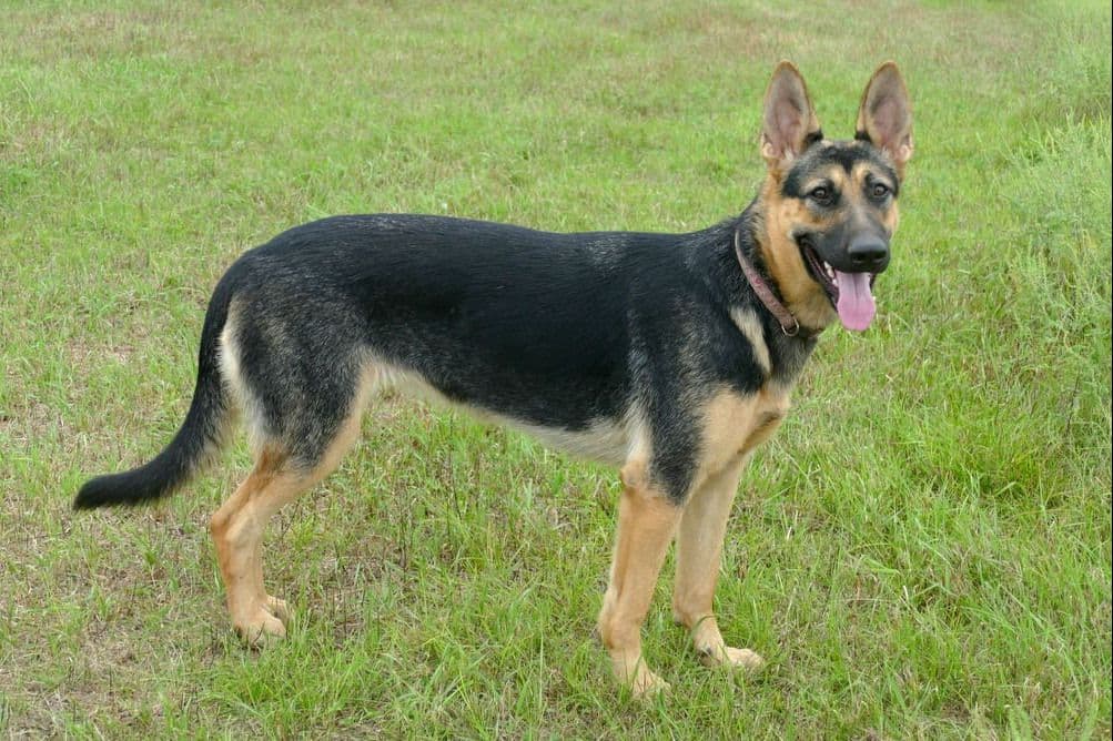 German Shepherd Dog Puppies breeder image 4