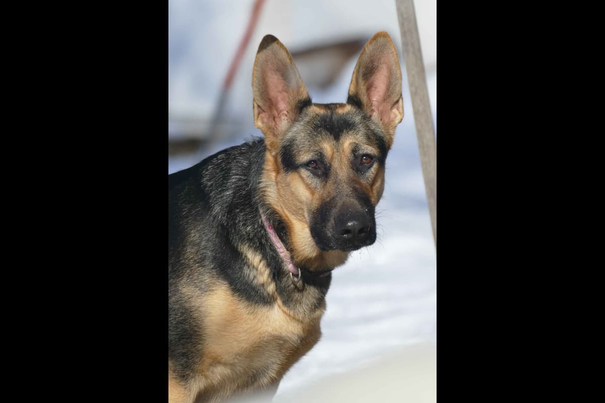 German Shepherd Dog Puppies breeder image 7