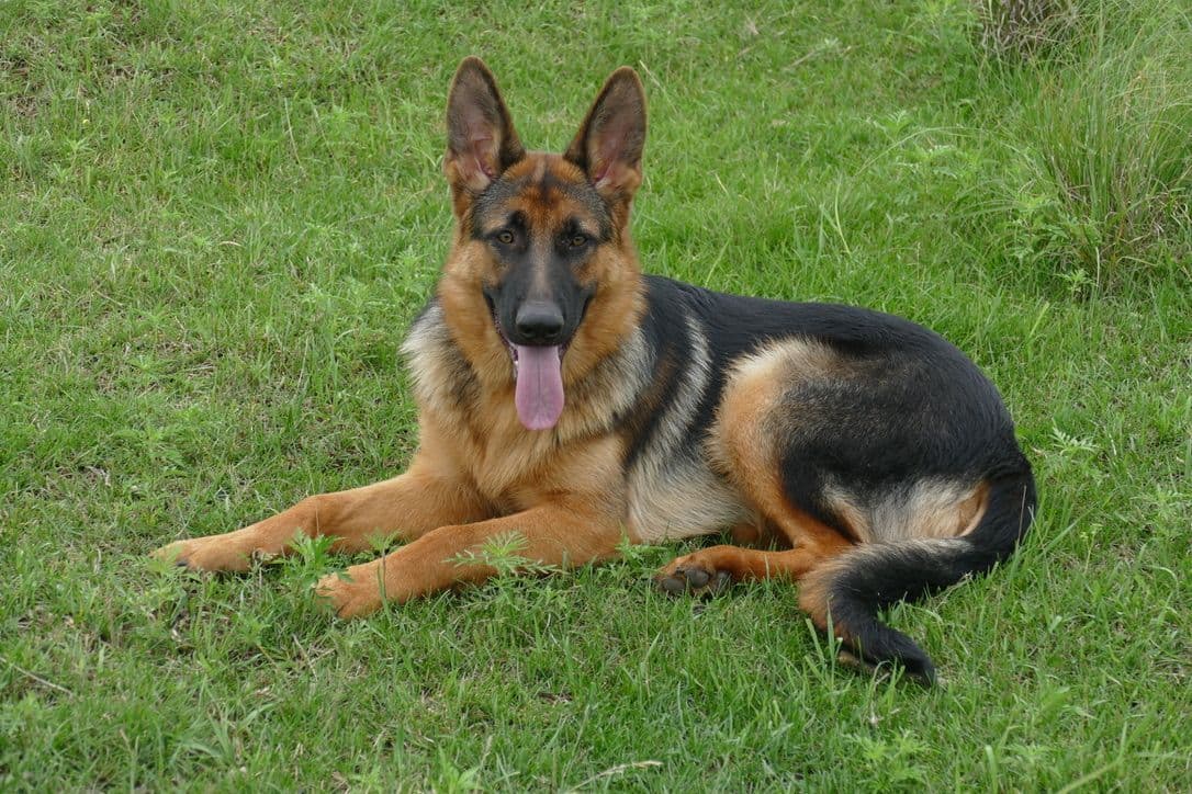 German Shepherd Dog Puppies breeder image 6