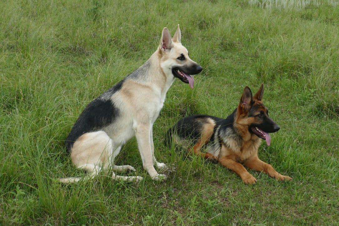 German Shepherd Dog Puppies breeder image 10