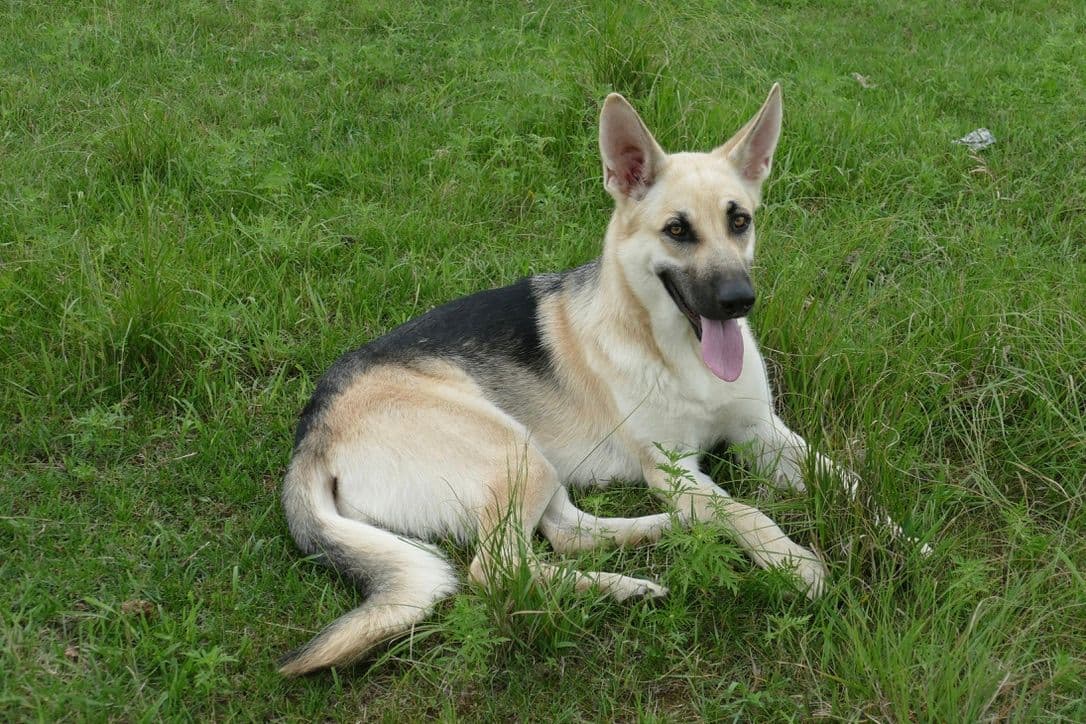 German Shepherd Dog Puppies breeder image 11