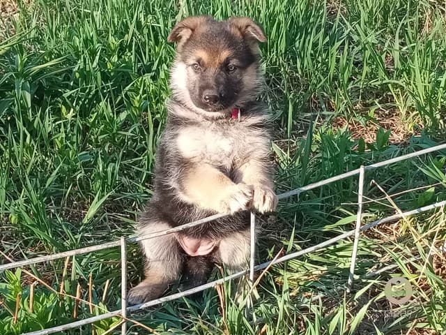 German Shepherd Dog Puppies media 3