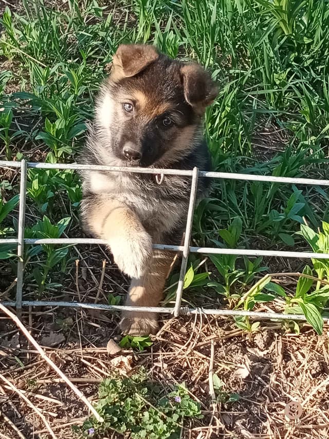 German Shepherd Dog Puppies media 2
