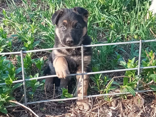 German Shepherd Dog Puppies media 4
