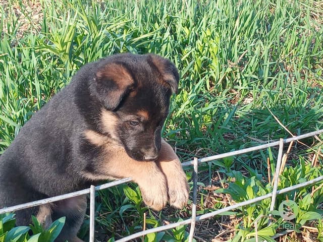 German Shepherd Dog Puppies media 5