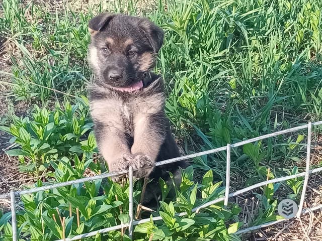 German Shepherd Dog Puppies media 6