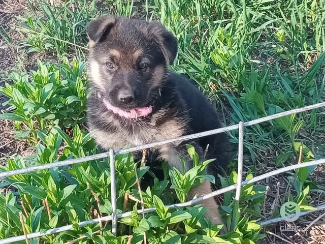 German Shepherd Dog Puppies media 7