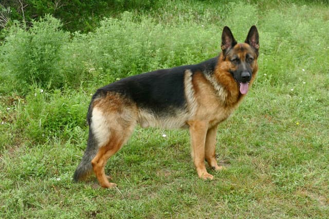 German Shepherd Dog Puppies media 8